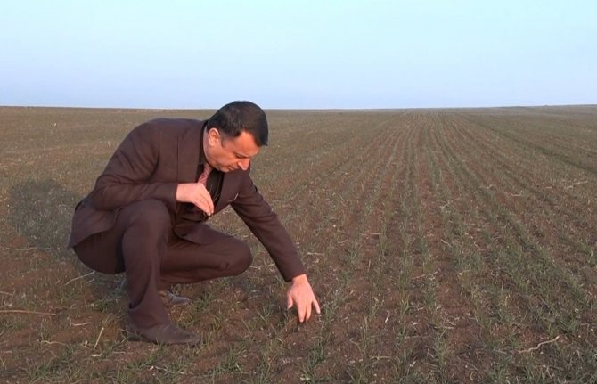 Ocak Ayında Arpa Ve Buğday Tarlaları Yeşillendi