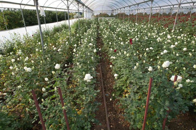 Türkiye’nin Kış Gülü Mersin’den: Üreticiler Şimdi De İhracata Hazırlanıyor