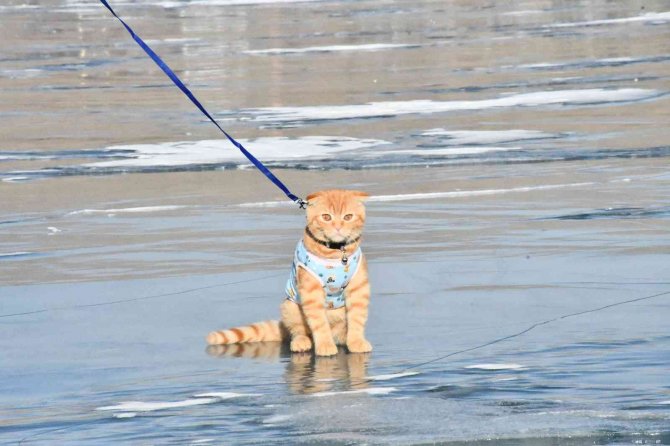 Yavru Kedi Tarçın, Çıldır Gölü’nün Maskotu Oldu