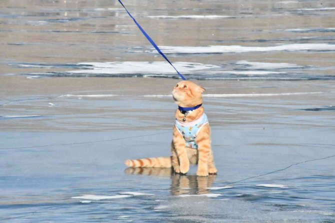 Yavru Kedi Tarçın, Çıldır Gölü’nün Maskotu Oldu