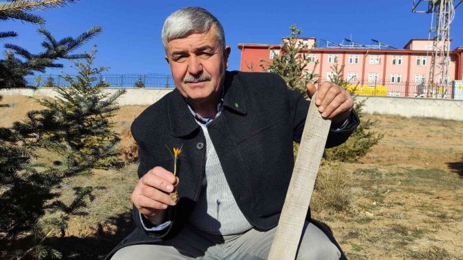 Baharın Müjdecisi Çiğdemler Kış Mevsiminde Açtı