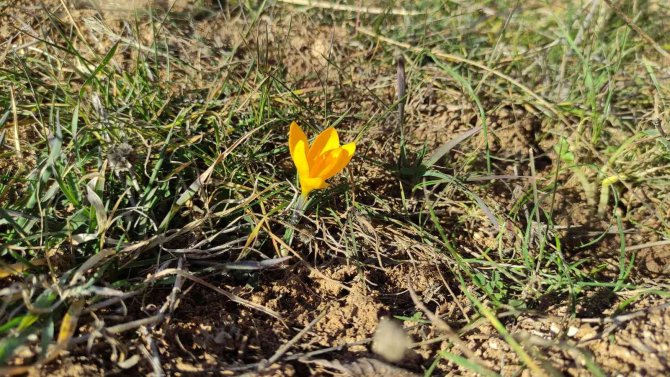 Baharın Müjdecisi Çiğdemler Kış Mevsiminde Açtı