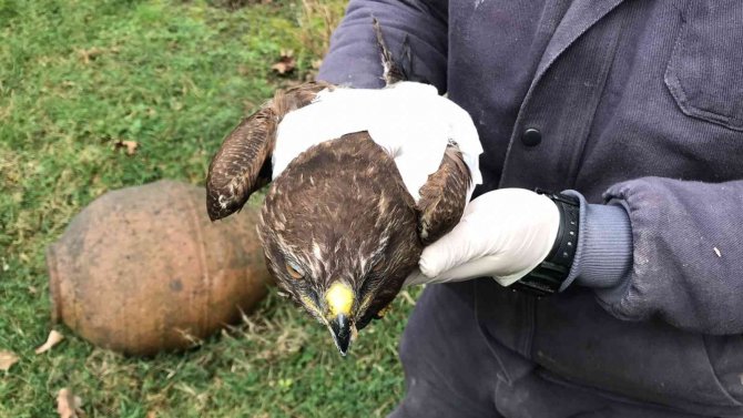 Jandarma Ekiplerinin Bulduğu Yaralı Doğan Tedavi Altında