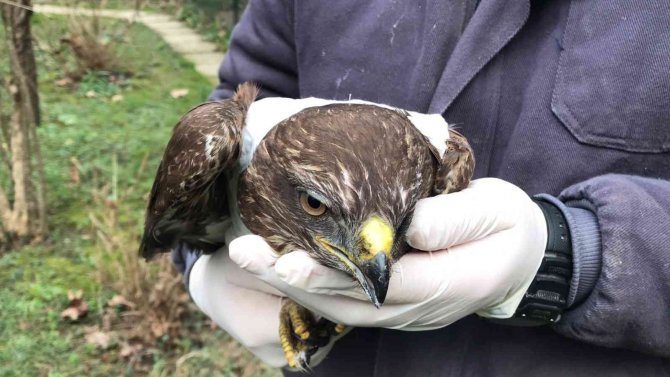 Jandarma Ekiplerinin Bulduğu Yaralı Doğan Tedavi Altında