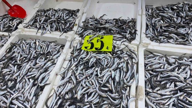 Havaların Soğumasıyla Hamsinin 15 Liraya Düşmesi Bekleniyor
