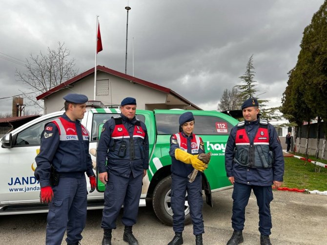 Yaralı Doğana Jandarma Şefkati