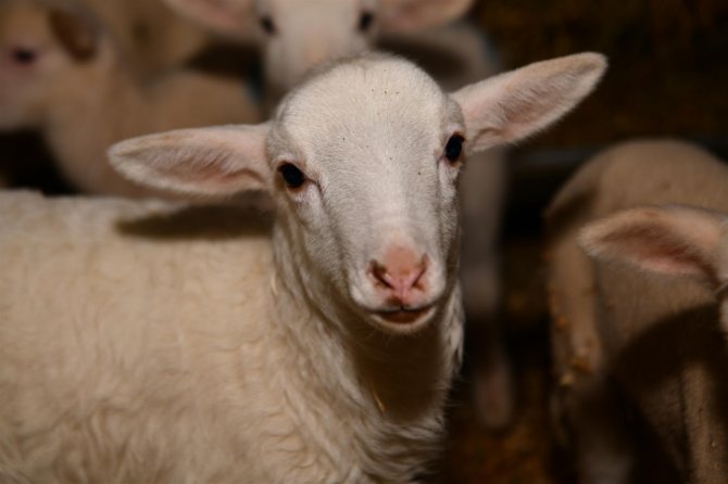 Büyükşehir’den ‘Balıkesir Kuzusu’ Üretimine Destek