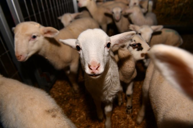 Büyükşehir’den ‘Balıkesir Kuzusu’ Üretimine Destek