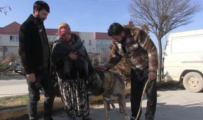 Yılan Sokması Sonucu Kafasında Tümör Oluşan Köpek Yaşam Mücadelesi Veriyor