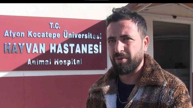 Yılan Sokması Sonucu Kafasında Tümör Oluşan Köpek Yaşam Mücadelesi Veriyor