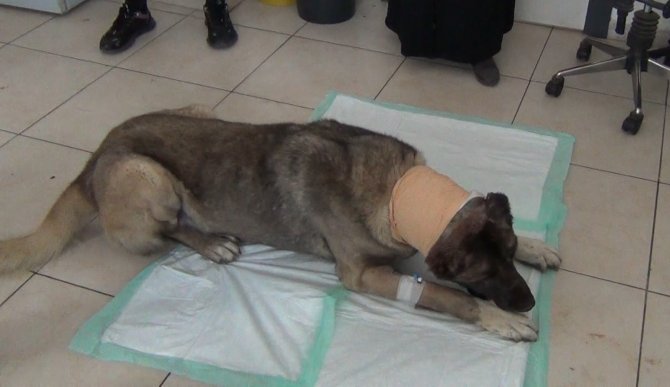 Yılan Sokması Sonucu Kafasında Tümör Oluşan Köpek Yaşam Mücadelesi Veriyor
