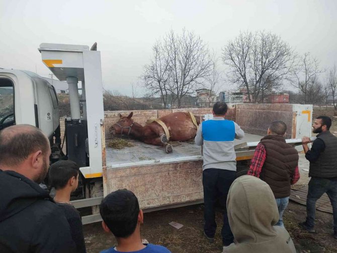 Araç Çarpan Atı Yaşatmak İçin Zamanla Yarıştılar