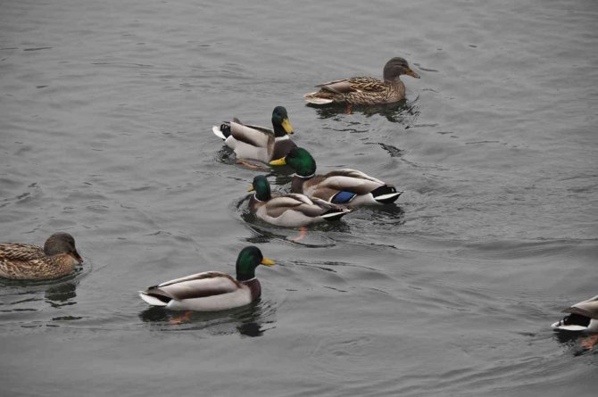Yaban Ördekleri Soğuk Havaya Rağmen Abant’ı Mesken Tuttu