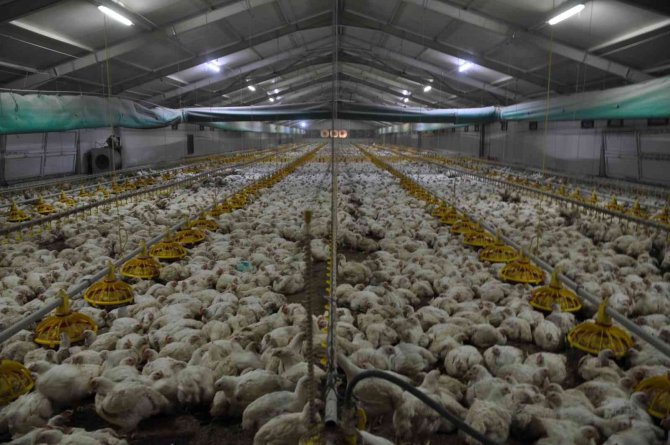 Bu Tavuklar Güneş Enerjisi İle Isınıyor