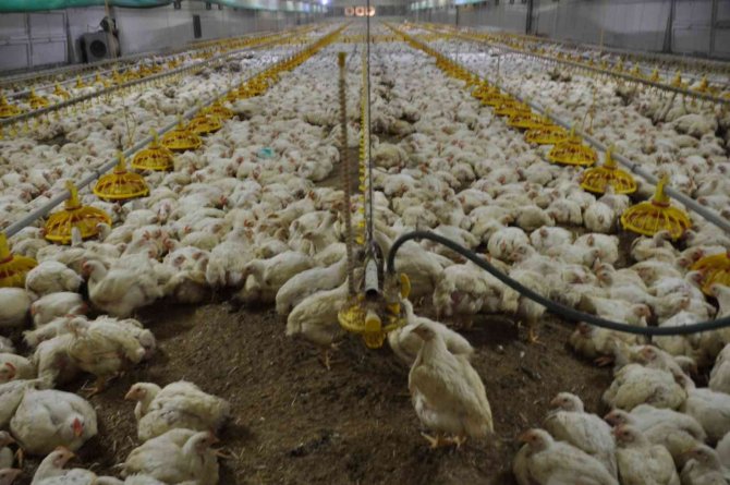 Bu Tavuklar Güneş Enerjisi İle Isınıyor