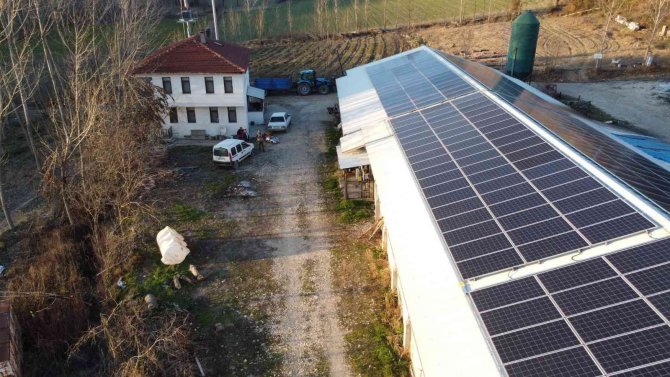 Bu Tavuklar Güneş Enerjisi İle Isınıyor