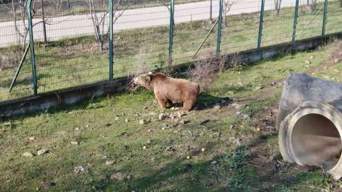 Felç Olan Ayı, Tedaviyle Ayağa Kalktı