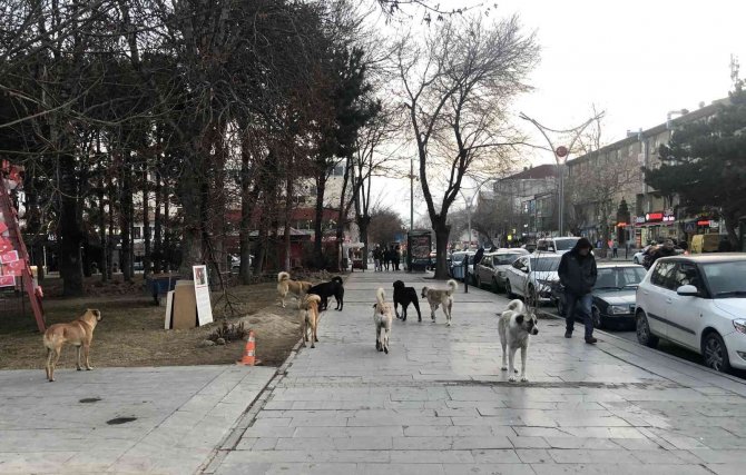 Erzincan’da Hayvan Barınağı, Sosyal Medyaya Düşen Görüntülerle Gündem Oldu