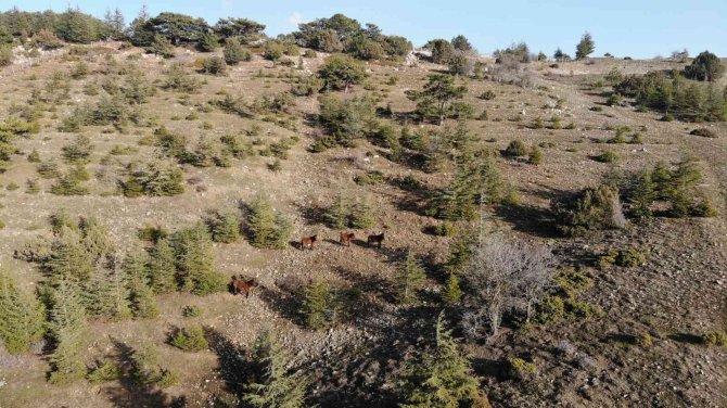 Geçen Yıl Karla Kaplanan Spil, Bu Yıl Aynı Gün Kara Hasret Kaldı