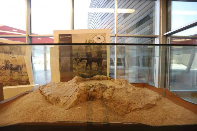 Büyükşehir İle 7,5 Milyon Yıllık Fosiller Gün Yüzüne Çıkıyor