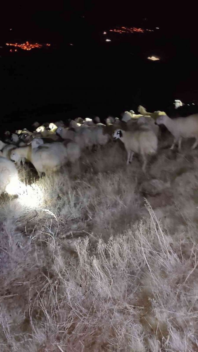 Jandarma Kaybolan 45 Küçükbaş Hayvanı Buldu