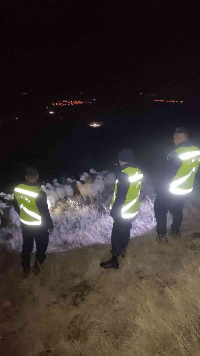 Jandarma Kaybolan 45 Küçükbaş Hayvanı Buldu