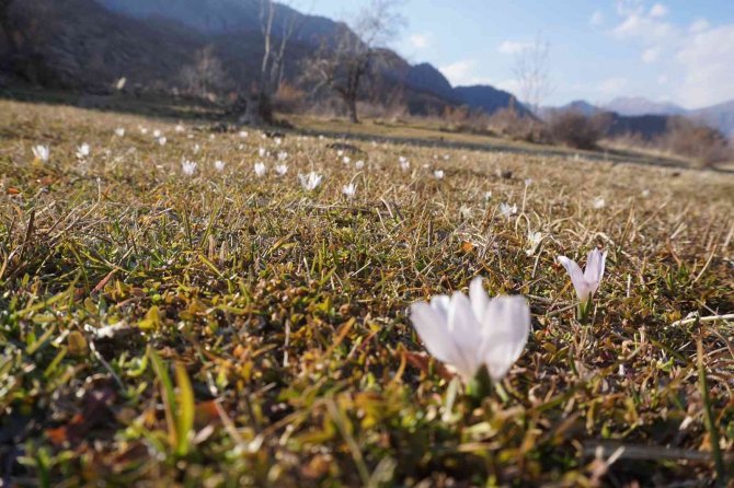 Şırnak’ta 2 Metre Karın Yağdığı Bölgeler Kardelenlerle Beyaza Büründü