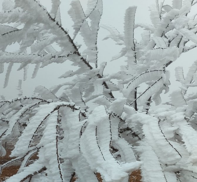 Malatya’da Şaşkına Çeviren Olay: Kırağı Ağaçların Dallarını Kırdı