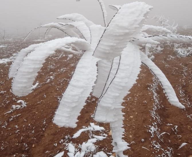 Malatya’da Şaşkına Çeviren Olay: Kırağı Ağaçların Dallarını Kırdı