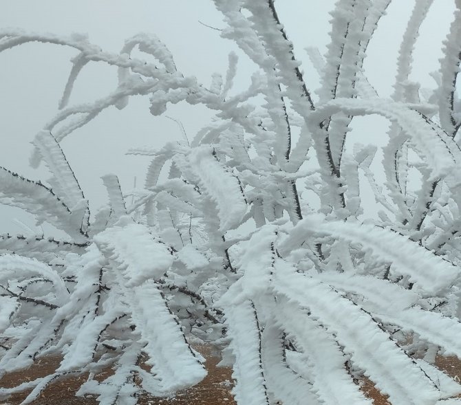 Malatya’da Şaşkına Çeviren Olay: Kırağı Ağaçların Dallarını Kırdı