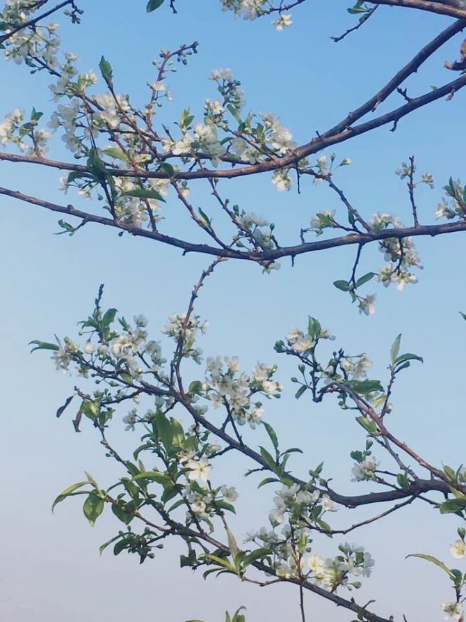 Yalancı Bahar Erik Ağacına Çiçek Açtırdı