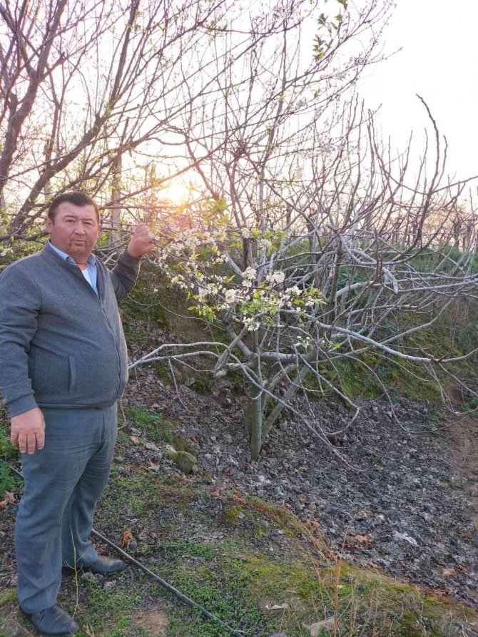 Yalancı Bahar Erik Ağacına Çiçek Açtırdı
