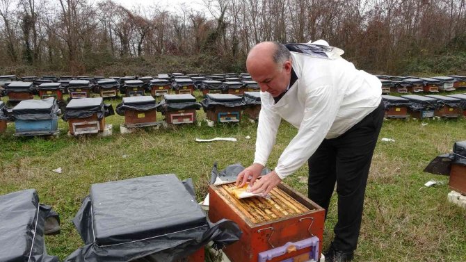 Küresel Isınma ’Arıları’ Da Etkiledi: Uyuması Gerekirken Uçuyorlar