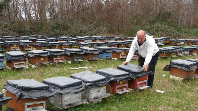 Küresel Isınma ’Arıları’ Da Etkiledi: Uyuması Gerekirken Uçuyorlar