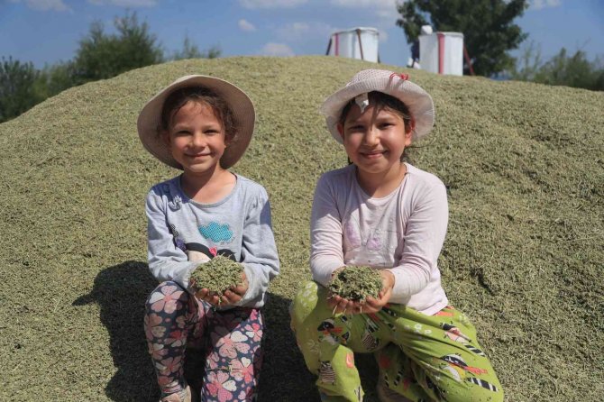 Pamukkale Belediyesi, "Denizli Kekiği" Adını Tescil Ettirerek Sektöre Büyük Destek Sağladı