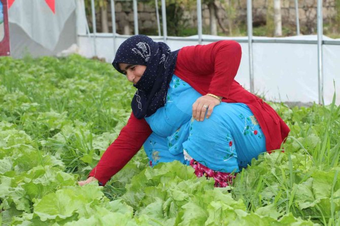 Şırnaklı 14 Kadın Devlet Desteğiyle Sera Sahibi Oldu