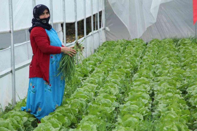 Şırnaklı 14 Kadın Devlet Desteğiyle Sera Sahibi Oldu