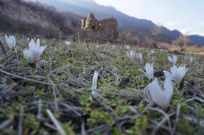 Şırnak’ta 2 Metre Karın Yağdığı Bölgeler Kardelenlerle Beyaza Büründü