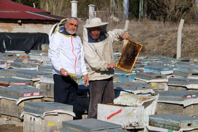 Küresel Isınma Arıların Kafasını Karıştırdı, Bal Üretiminde Azalma Olabilir