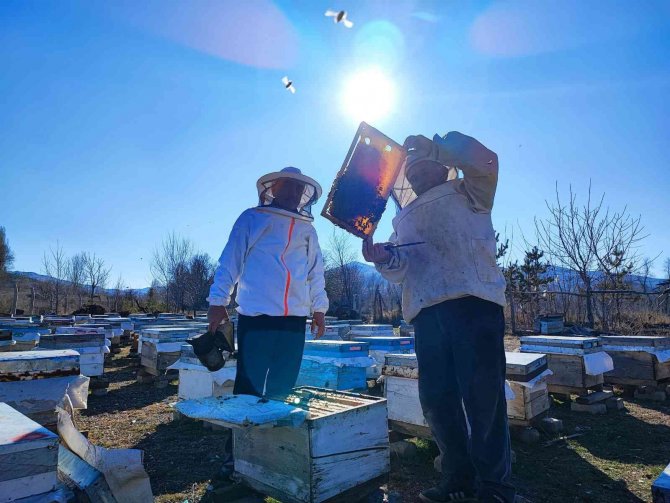 Küresel Isınma Arıların Kafasını Karıştırdı, Bal Üretiminde Azalma Olabilir