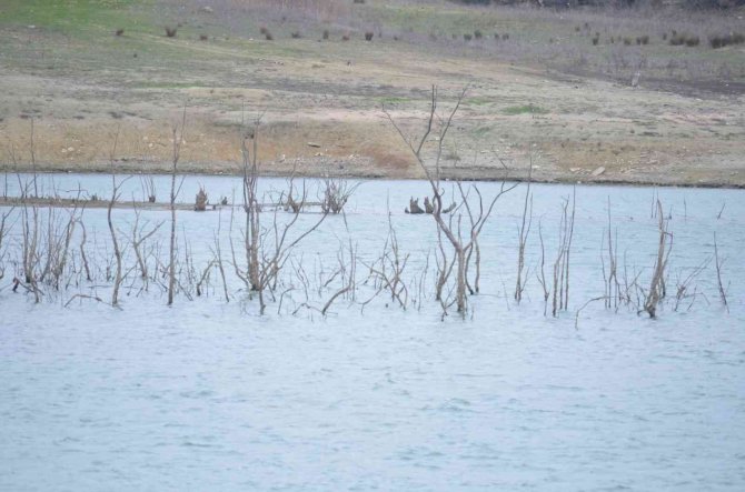 50 Yıldır Böyle Kuraklık Görülmedi: Dipteki Ağaçlar Ortaya Çıktı