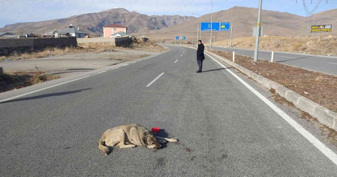 Çarptığı Köpeği Bırakıp Yoluna Devam Etti