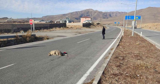 Çarptığı Köpeği Bırakıp Yoluna Devam Etti