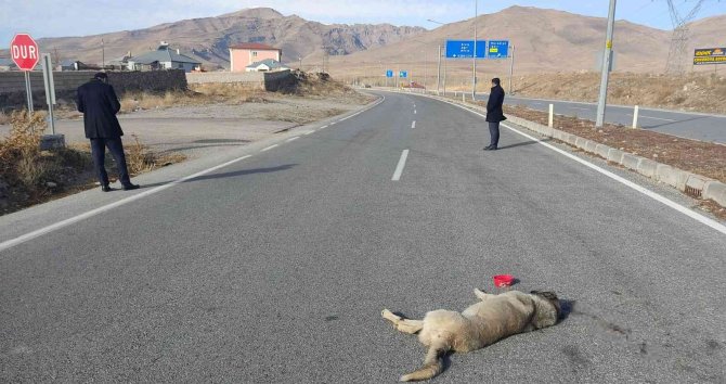 Çarptığı Köpeği Bırakıp Yoluna Devam Etti