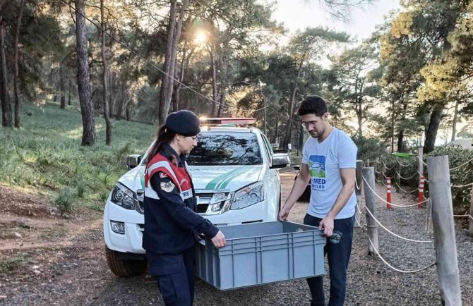 Yavru Yeşil Deniz Kaplumbağası Dekamer’de Tedaviye Alındı