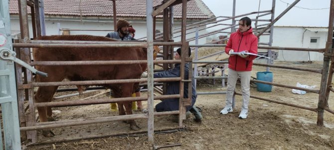 Afyonkarahisar’a İthal Getirilen Besilik Sığırların Sağlık Kontrolü Yapıldı