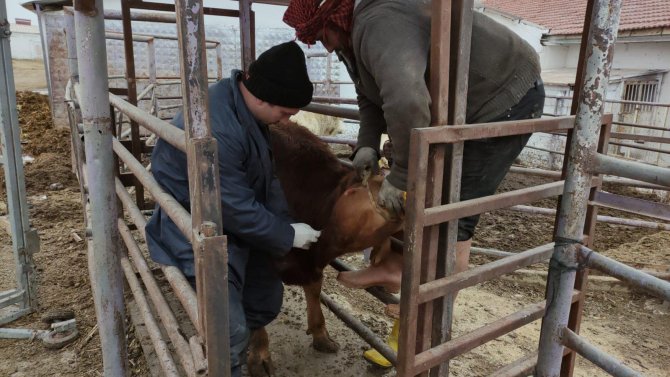 Afyonkarahisar’a İthal Getirilen Besilik Sığırların Sağlık Kontrolü Yapıldı