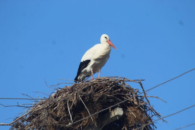 Kış Gelmeden, Leylekler Geldi
