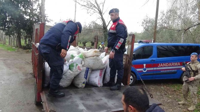 Jandarma’nın Sıkı Mesaisi Zeytin Hırsızlarına Göz Açtırmadı