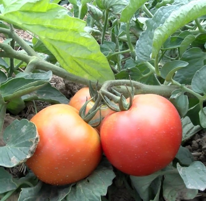 Çanakkale Domatesine Coğrafı İşaret